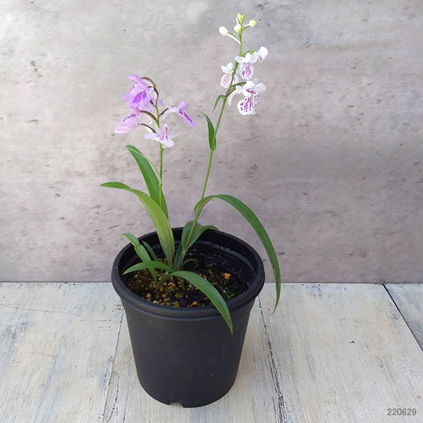 ウチョウラン:花色ミックス2株入り3号鉢植え