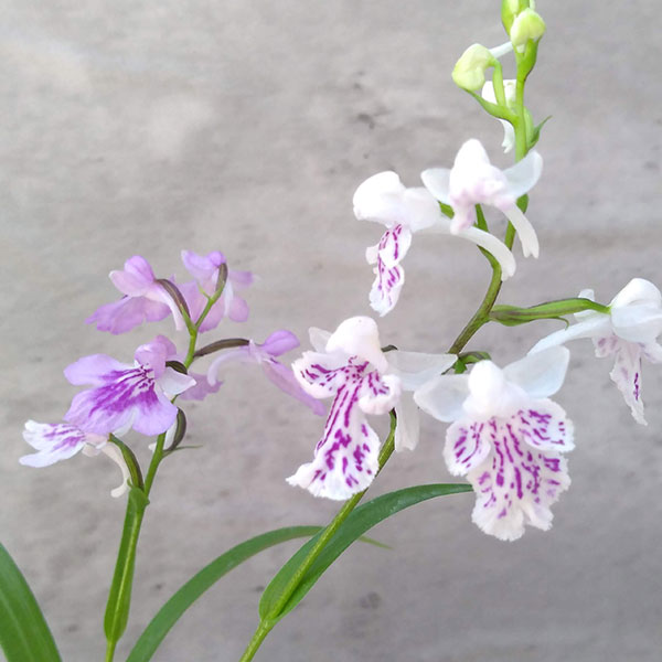 [26年2月中下旬予約]ウチョウラン：花色ミックス2.5号ポット