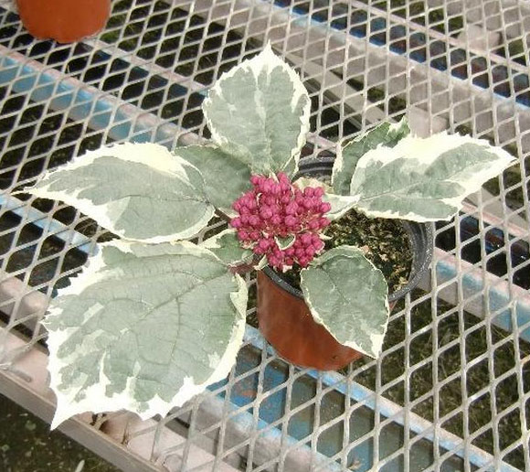 [26年5月中下旬予約]クレロデンドルム：ピンクダイヤモンド（斑入り葉種）3.5号ポット