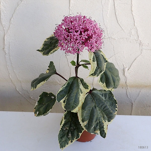 [26年5月中下旬予約]クレロデンドルム：ピンクダイヤモンド（斑入り葉種）3.5号ポット