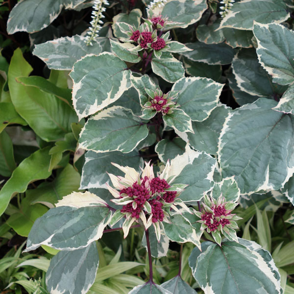 [26年5月中下旬予約]クレロデンドルム：ピンクダイヤモンド（斑入り葉種）3.5号ポット