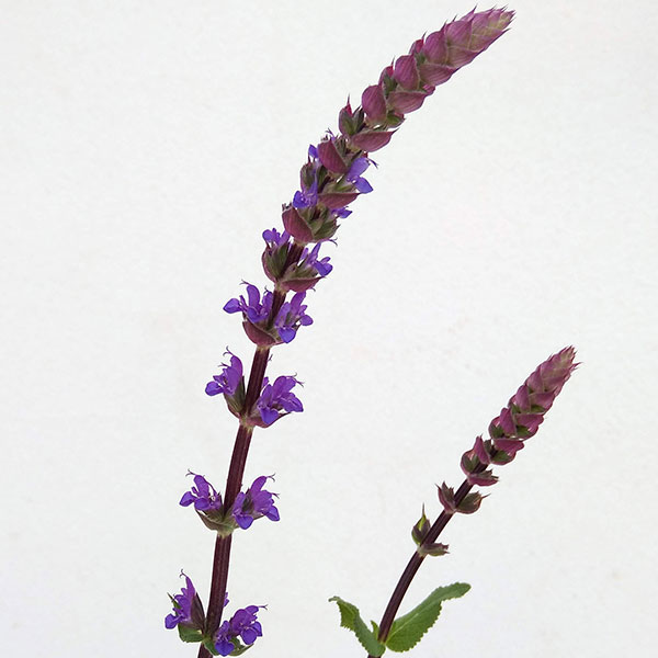 サルビア:ネモローサ カラドンナ3号ポット 4株セット