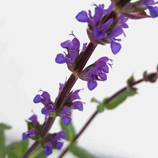 サルビア:ネモローサ カラドンナ3号ポット 4株セット