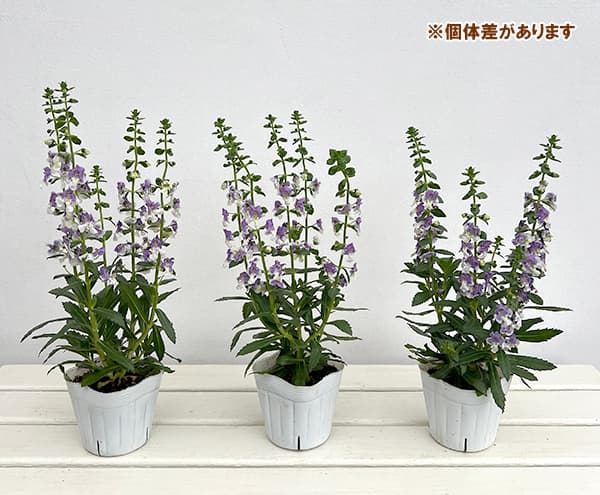 アンゲロニア:エンジェルフェイス ウェッジウッドブルー3.5号ポット