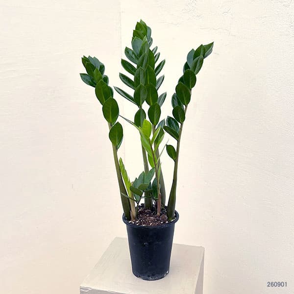 ザミオクルカス:ザミーフォリア4号鉢植え
