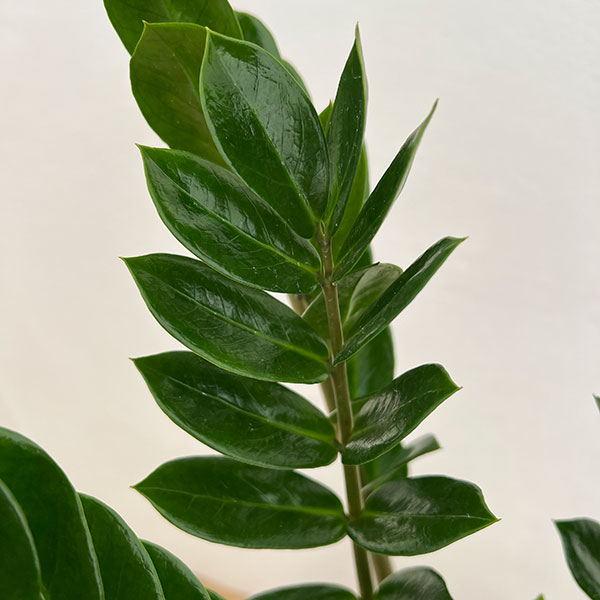 ザミオクルカス:ザミーフォリア4号鉢植え