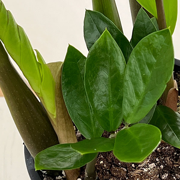 ザミオクルカス:ザミーフォリア4号鉢植え