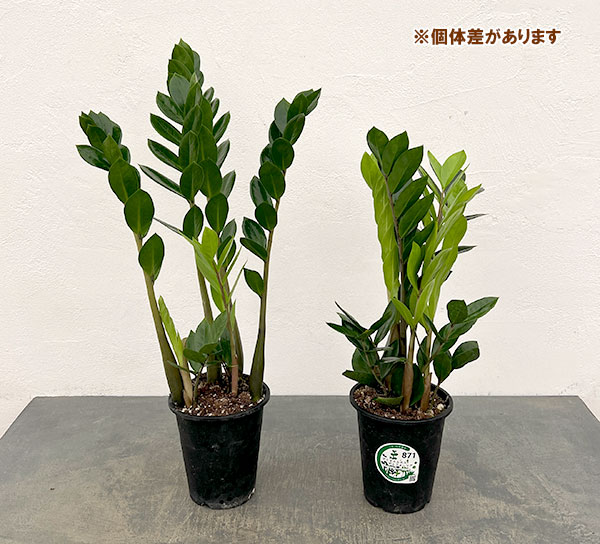 園芸ネット本店｜ザミオクルカス：ザミーフォリア4号鉢植え の通販【公式】