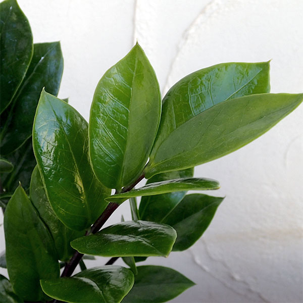 ザミオクルカス:ザミーフォリア4号鉢植え