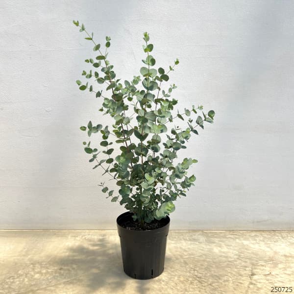 ユーカリ:シルバードロップ6号鉢植え