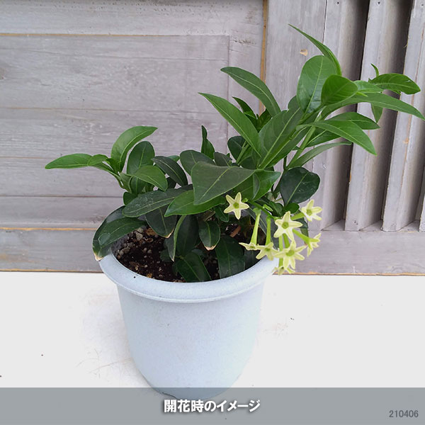 ヤコウボク（夜香木）4号鉢植え