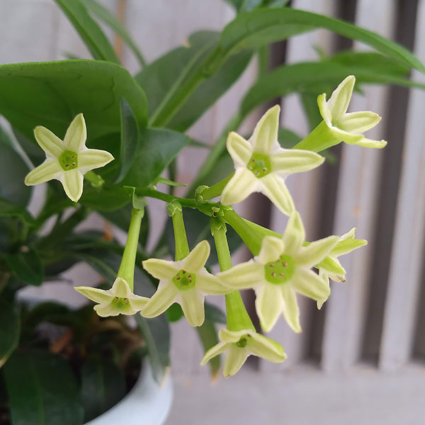 ヤコウボク（夜香木）4号鉢植え
