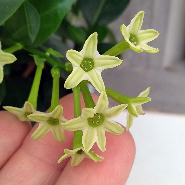 ヤコウボク（夜香木）4号鉢植え