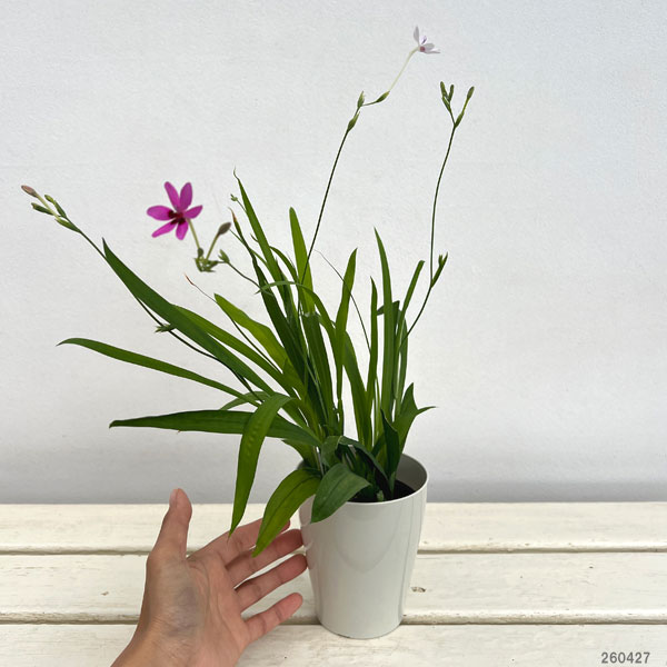 ヒメヒオウギ花色ミックス3.5号ポット