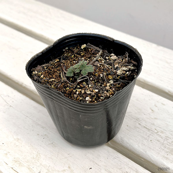 ゲラニウム：ロザンネイ3号ポット