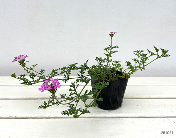 バーベナ:テネラ ライトピンク 3号ポット