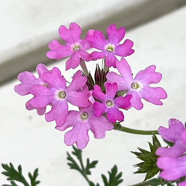 バーベナ:テネラ ライトピンク 3号ポット