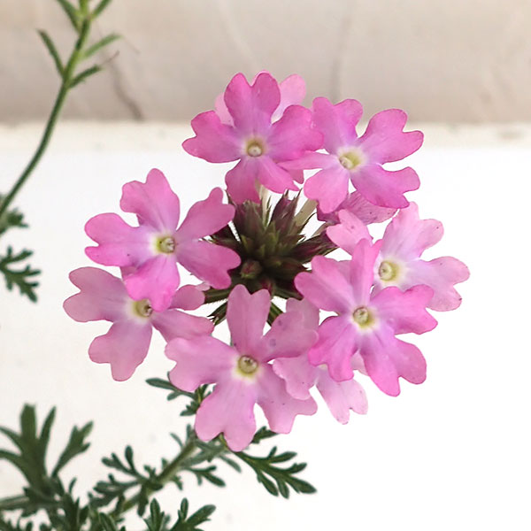 バーベナ:テネラ ライトピンク 3号ポット