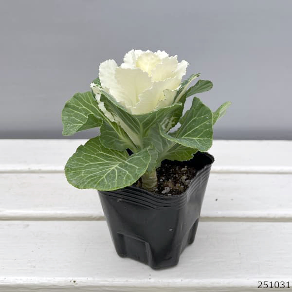 ハボタン:フレアホワイト3号ポット