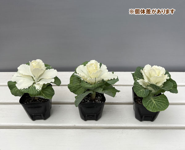 ハボタン:フレアホワイト3号ポット