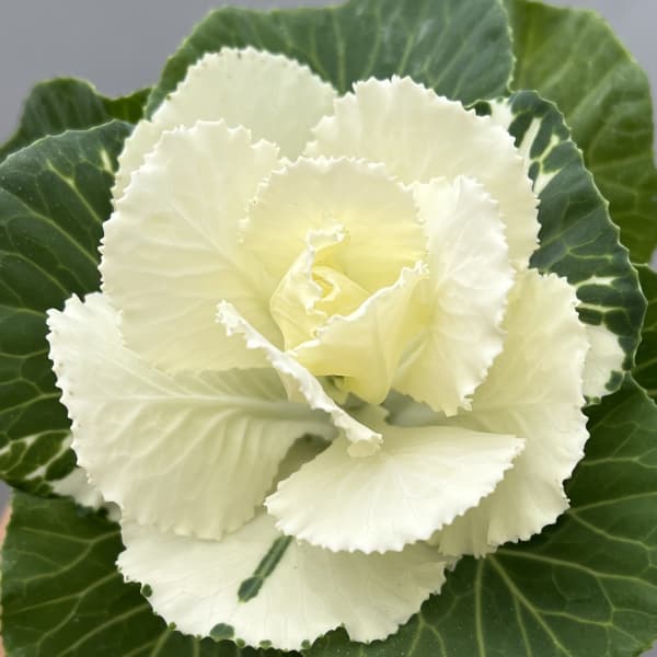 ハボタン:フレアホワイト3号ポット