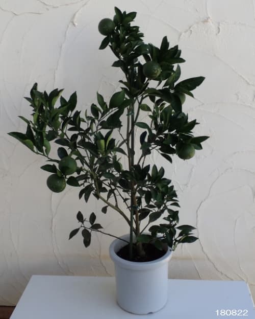 甘夏(アマナツ)みかん8号鉢植え