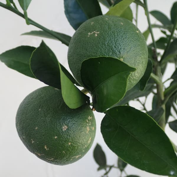 甘夏(アマナツ)みかん8号鉢植え
