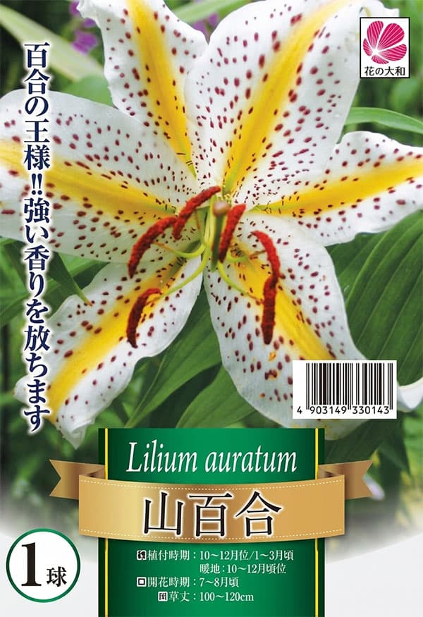 山百合(ヤマユリ):1球入り