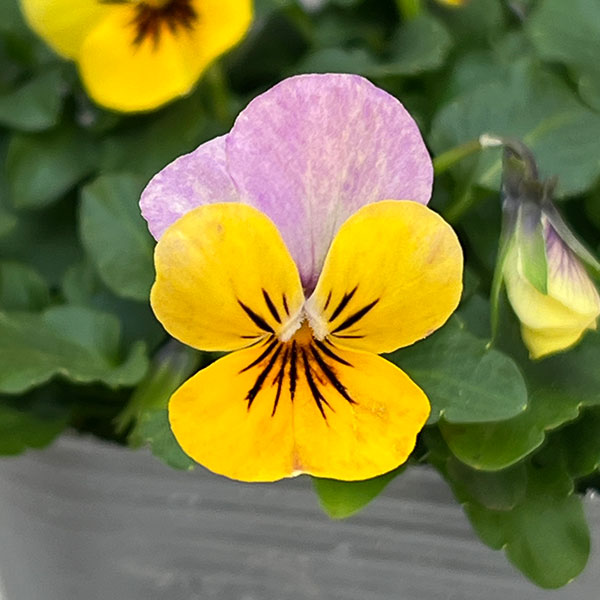 MSKガーデンビオラ：極小輪ビオラ：カメレオン　パラダイスネオン3号ポット