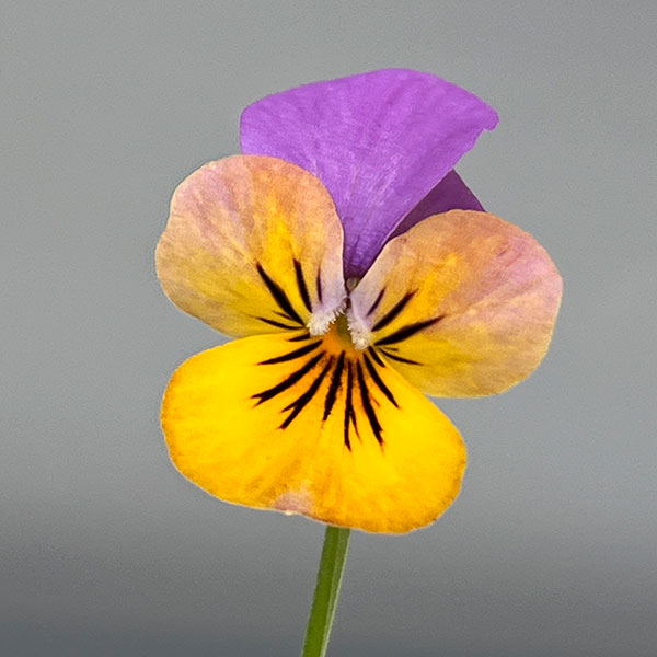 MSKガーデンビオラ：極小輪ビオラ：カメレオン　パラダイスネオン3号ポット