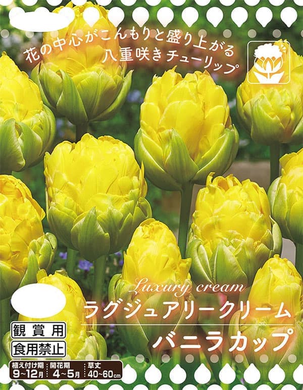 チューリップ(八重咲き):バニラカップ4球入り