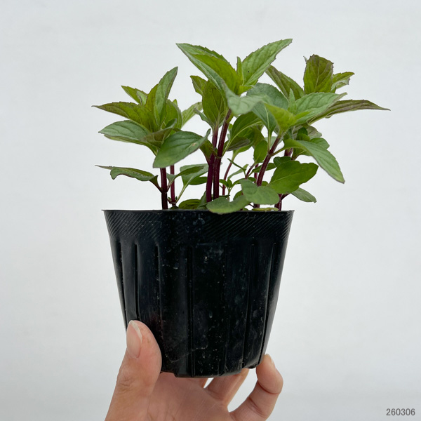 ニホンハッカ：あかまる3号ポット