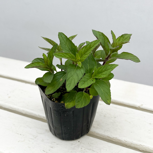 ニホンハッカ：あかまる3号ポット