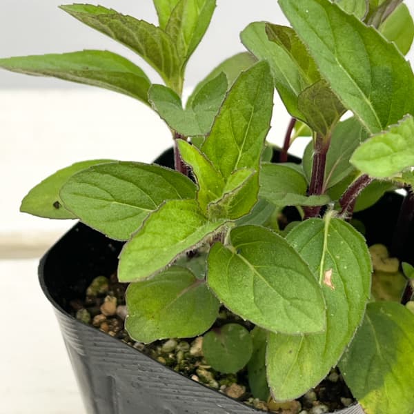 ニホンハッカ：あかまる3号ポット