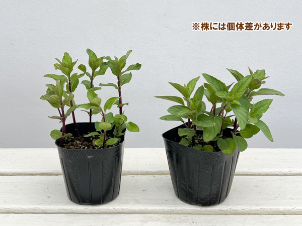 ニホンハッカ：あかまる3号ポット