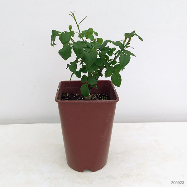 四季咲中輪バラ:アッサンブラージュ6号鉢植え