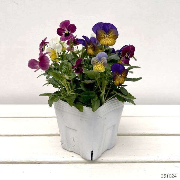 ビオラ：スイーツミックス　カシスとベリーのハニージェラート4号ポット