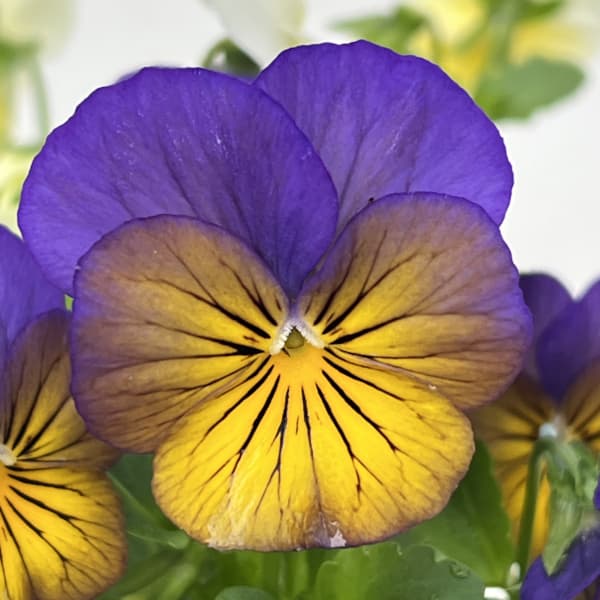 ビオラ：スイーツミックス　カシスとベリーのハニージェラート4号ポット