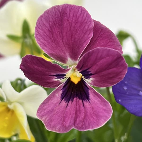 ビオラ：スイーツミックス　カシスとベリーのハニージェラート4号ポット