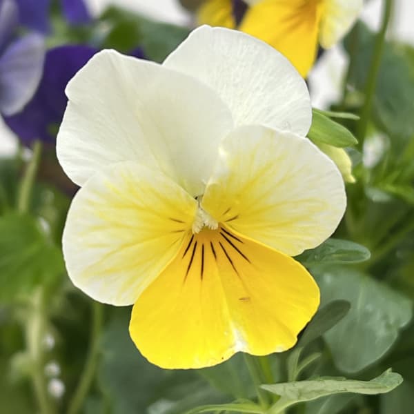 ビオラ：スイーツミックス　カシスとベリーのハニージェラート4号ポット