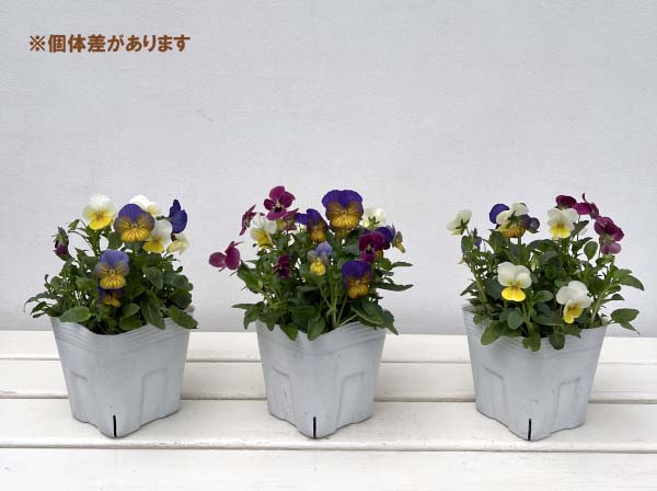 ビオラ：スイーツミックス　カシスとベリーのハニージェラート4号ポット