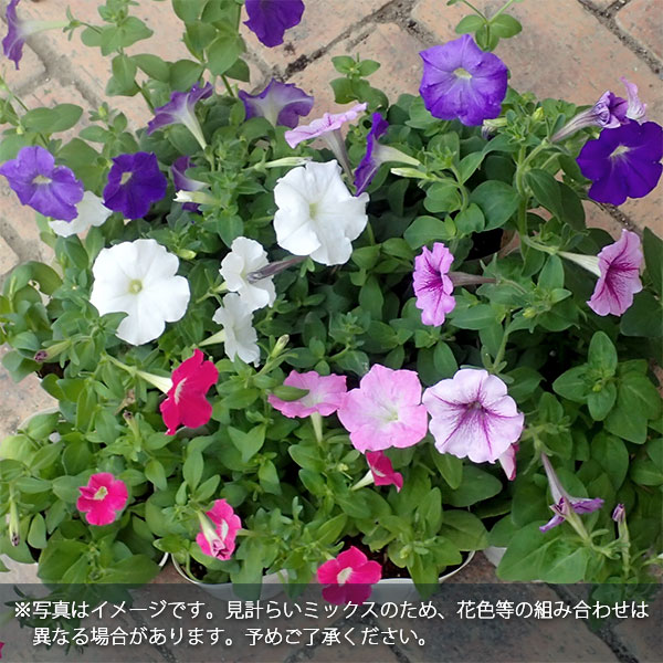 ペチュニア花色ミックス3-3.5号ポット 10株セット
