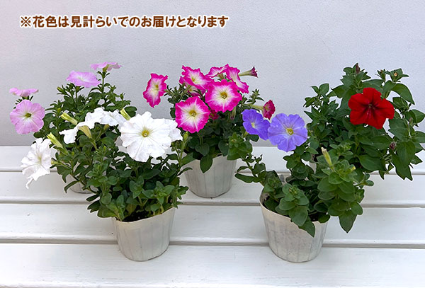 ペチュニア花色ミックス3-3.5号ポット 10株セット