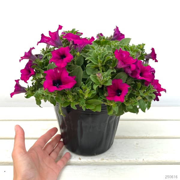 ペチュニア:サフィニアパープル5.5号鉢植え
