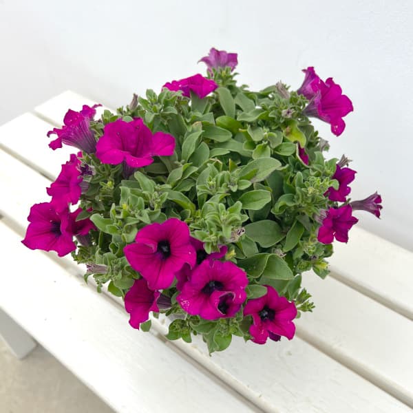 ペチュニア:サフィニアパープル5.5号鉢植え