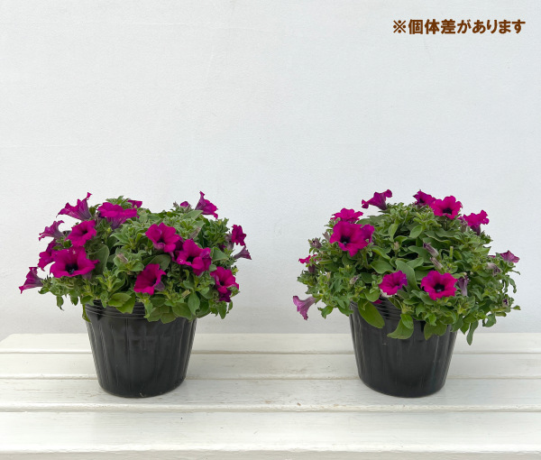 ペチュニア:サフィニアパープル5.5号鉢植え