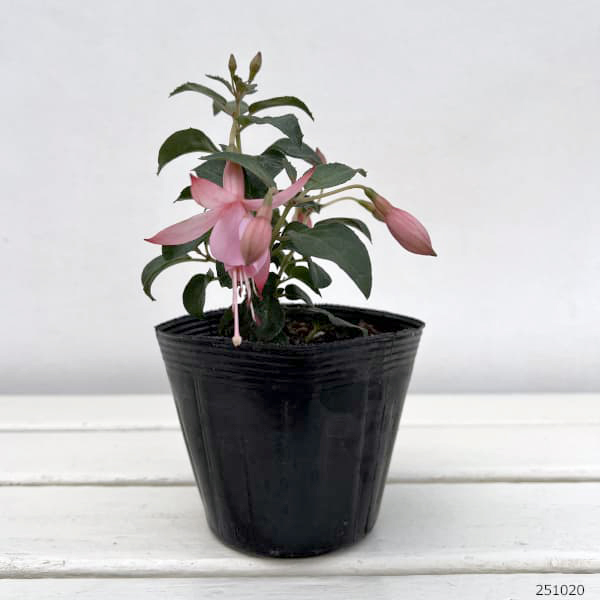 ガーデンフクシア:シュリンプカクテル3.5号ポット