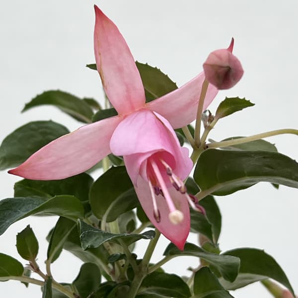 ガーデンフクシア:シュリンプカクテル3.5号ポット