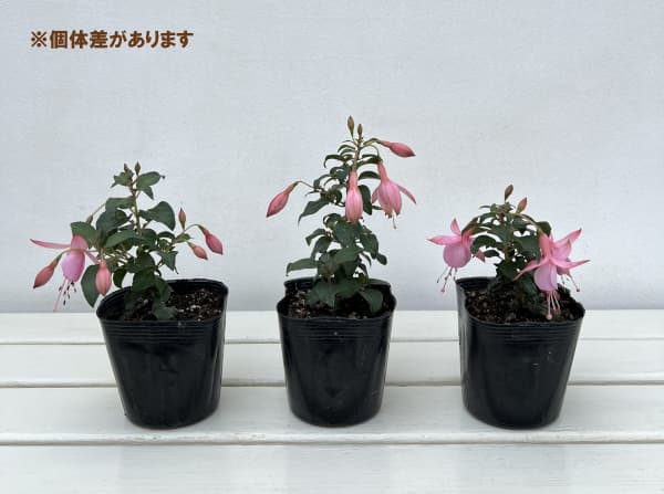 ガーデンフクシア:シュリンプカクテル3.5号ポット