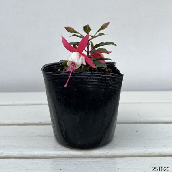 ガーデンフクシア：アリスホフマン3.5号ポット